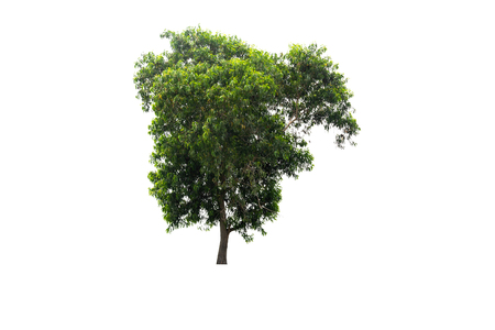 Big green tree Isolated on white backgroundの写真素材