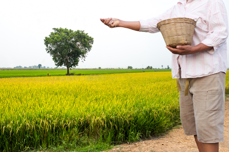 Farmer apply chemical fertilizer in rice field in Thailandの写真素材