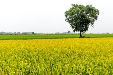 Beautiful colorful Green and yellow rice filed with big tree in Thailandの写真素材