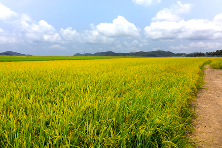 Beautiful Color rice filed with blue sky in Thailandの写真素材