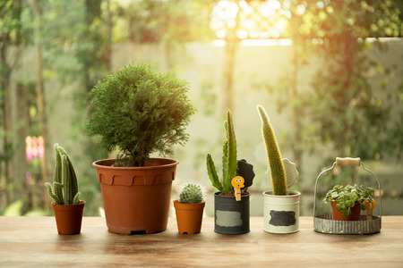 Group of small cactus in a pot with sunset light in backgroundの写真素材