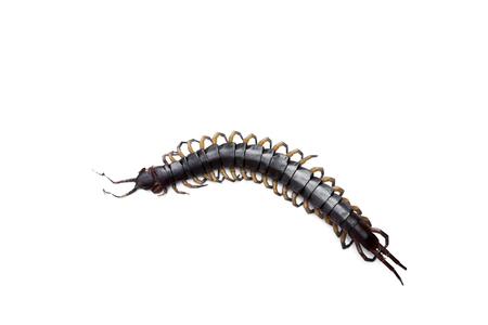 Dead poisonous centipede isolated on white background