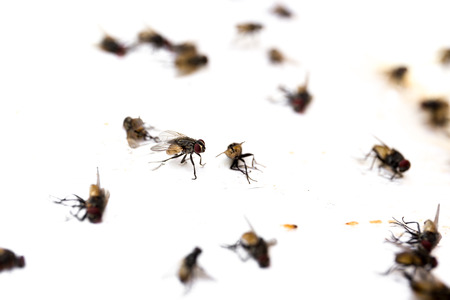 Selected focus close up fly caught on sticky glue on paper
