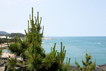 Beautiful ocean view with pine tree at Beomeosa Temple Busan in summer timeの写真素材
