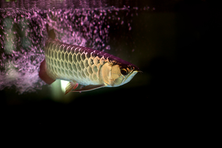 Golden arowana fish or dragon fish in fish tank isolated in black backgroundの写真素材