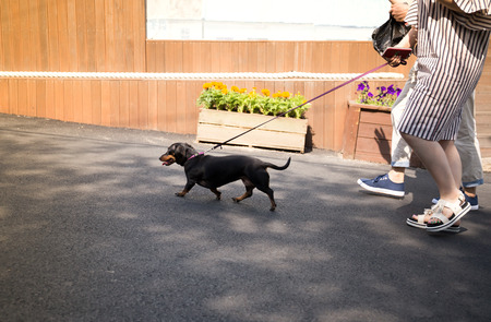 Couple walking with dachshund dog going for a walk with the leashの写真素材