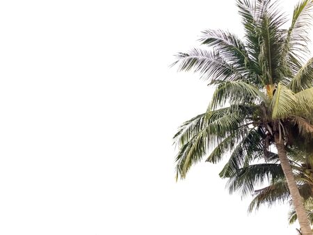 Coconut tree isolated in white background in tropical islandの写真素材