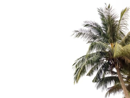 Coconut tree isolated in white background in tropical islandの写真素材