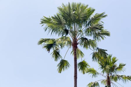 Palm trees in the blue sunny sky in backgroundの写真素材