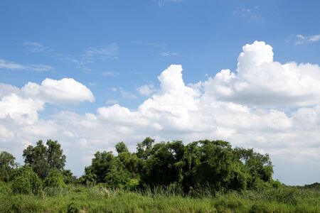 Beautiful white clouds with blue sky and green bushes clear dayの写真素材