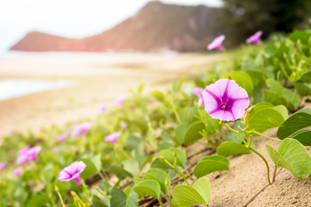 Goat's Foot Creeper or Morning glory beach flower blooming on the beach in the morningの写真素材