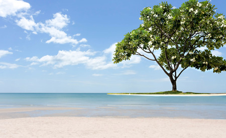 Beautiful frangipani tree on the beach white sand and ocean in blue skyの写真素材