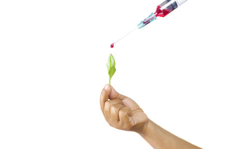 Conceptual biologist putting liquid from syringe into sprout isolated in white backgroundの写真素材