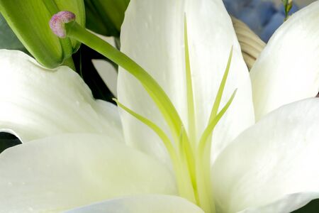 Close up white lilly flowers in macroの写真素材