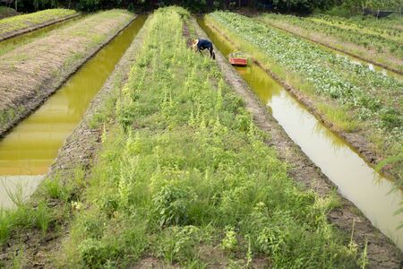 Agriculture working at vegetable garden with  boat in small canal Thailand