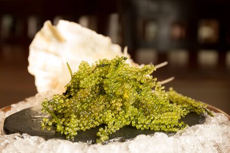 Umi-budou Seaweed or Green Caviar Healthy sea food or sea grapes seaweed on plate with ice shot in high isoの写真素材