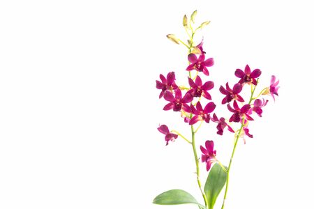 Beautiful red orchid isolated on white backgroundの写真素材
