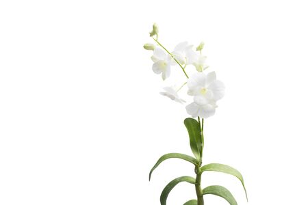 Beautiful white orchid isolated on white backgroundの写真素材