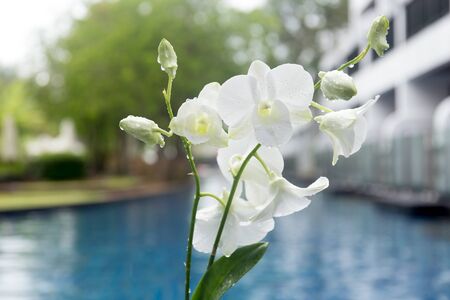 Beautiful white orchid with rain drop in blur backgroundの写真素材