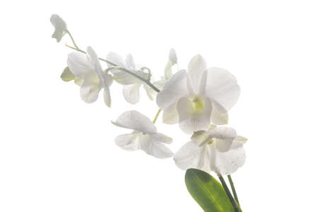 Beautiful white orchid isolated on white backgroundの写真素材
