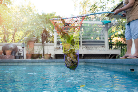 Woman cleaning swimming pool of fallen leaves with net in summerの写真素材