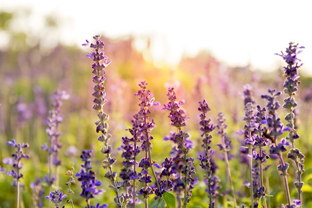 Lavender flowers in the field at sunset in summerの写真素材