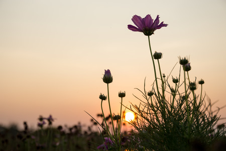 Cosmos flower blooming in the field with sunset in summerの写真素材