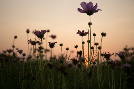Silhouette Lavender flowers in the field at sunset in summerの写真素材