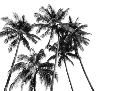 Black and white silhouettes tropical coconut palm trees isolated in white backgroundの写真素材