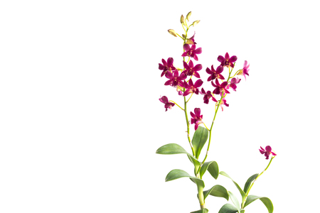 Beautiful red orchid isolated on white backgroundの写真素材