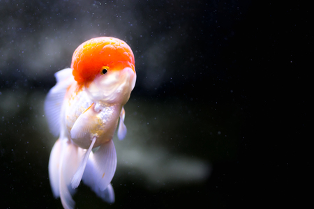 Selected focus white gold fish swimming in the aquariumの写真素材