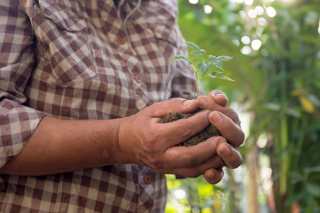 Agriculture hand holding new plant and soil in sunlingtの写真素材