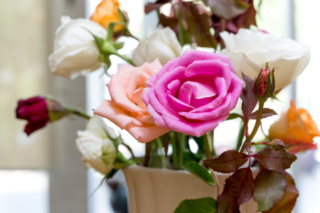Beautiful pink flowers in white vase in sunlightの写真素材