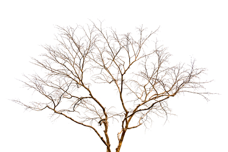 Dry tree without leaves isolated in white backgroundの写真素材