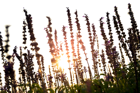 Silhouette in Soft focus Lavender flowers with sunset in summerの写真素材