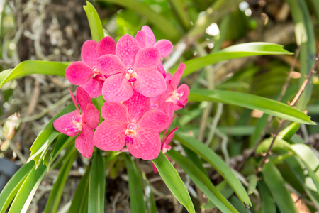 Beautiful pink orchid flower blossom in the gardenの写真素材
