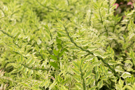 Green plant and nature background texture in the gardenの写真素材