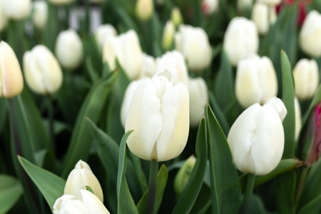 Beautiful white tulips flower in in the garden with sunlightの写真素材