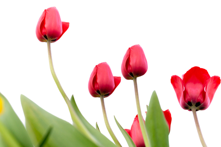 Beautiful red tulips in the garden isolated on white backgroundの写真素材
