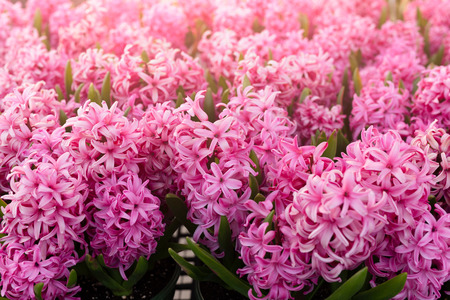 Blackground texture pink flowers blooming in the garden with sunlight