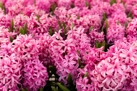 Blackground texture pink flowers blooming in the gardenの写真素材