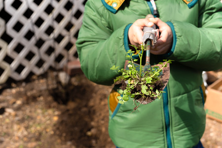 littel boy holding shovel with small plant and soil in the gardenの写真素材