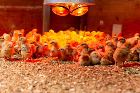 Shot in low light Group of little chicken in warm light in incubatorの写真素材
