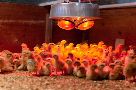 Shot in low light Group of little chicken in warm light in incubatorの写真素材