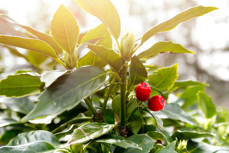 Holly tree and red seeds  for Christmas decorations in sunlightの写真素材
