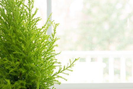 Lemon Cypress plant in green pot next to windowの写真素材
