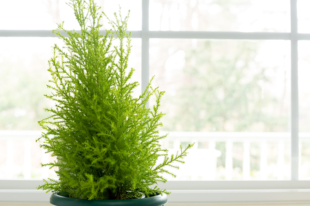 Lemon Cypress plant in green pot next to windowの写真素材