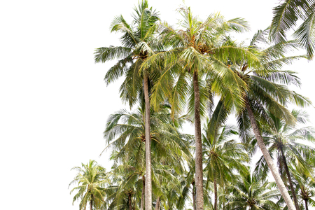 Group of Coconut palm tree isolated on white backgroundの写真素材