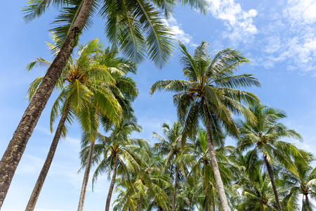 Group of Coconut palm tree with blue sky and white cloud in tropical islandの写真素材