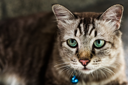 Close up portrait of beautiful green eyes catの写真素材